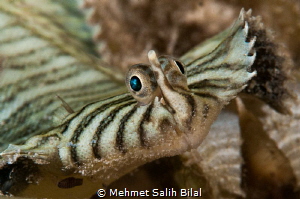 Flatworm mimicking Flounder. by Mehmet Salih Bilal 